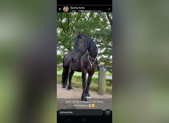 Friesian horses, Gelding, 15 years, 16.1 hh, Black