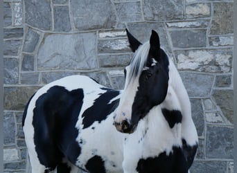 Friesian horses Mix, Gelding, 15 years, 16 hh