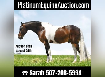 Friesian horses, Gelding, 15 years, Tobiano-all-colors