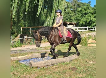 Friesian horses, Gelding, 16 years, 15.1 hh, Black