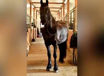 Friesian horses, Gelding, 16 years, 16.1 hh, Black