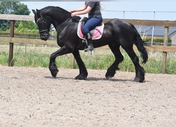 Friesian horses, Gelding, 16 years, 16 hh, Black