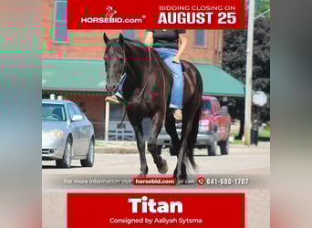 Friesian horses, Gelding, 16 years, 17 hh, Black