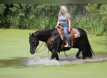 Friesian horses, Gelding, 16 years, 17 hh, Black