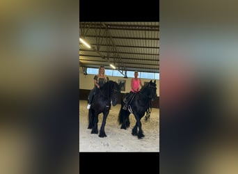 Friesian horses, Gelding, 17 years, 15,2 hh, Black