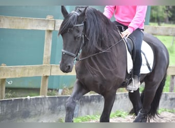 Friesian horses, Gelding, 17 years, 16,1 hh, Black