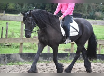 Friesian horses, Gelding, 17 years, 16,1 hh, Black