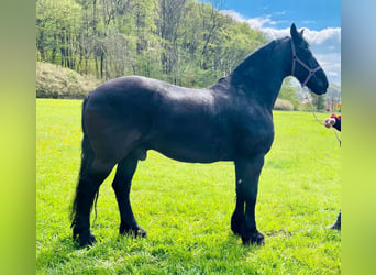 Friesian horses, Gelding, 17 years, 16.2 hh, Black