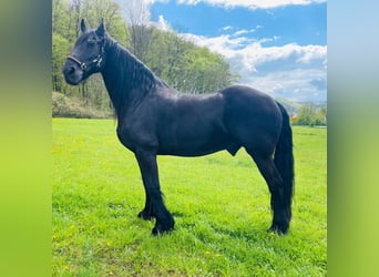Friesian horses, Gelding, 17 years, 16.2 hh, Black