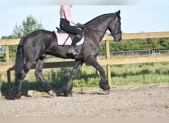 Friesian horses, Gelding, 17 years, 16,2 hh, Black