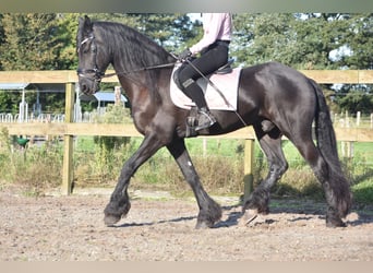 Friesian horses, Gelding, 17 years, 16,2 hh, Black