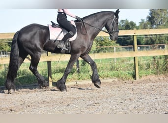 Friesian horses, Gelding, 17 years, 16,2 hh, Black