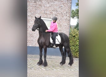 Friesian horses, Gelding, 17 years, 16,2 hh, Black