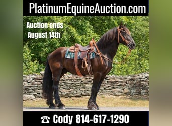 Friesian horses, Gelding, 17 years, 16,3 hh, Black