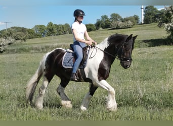 Friesian horses Mix, Gelding, 18 years, 15.2 hh, Pinto