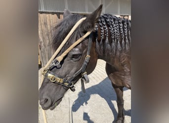 Friesian horses Mix, Gelding, 19 years, 15 hh, Black