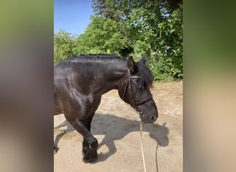 Friesian horses Mix, Gelding, 19 years, 15 hh, Black