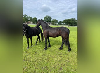 Friesian horses, Gelding, 1 year, 16 hh, Black