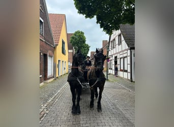 Friesian horses, Gelding, 20 years, 15,2 hh, Black