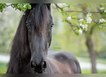 Friesian horses, Gelding, 20 years, 15,3 hh, Black