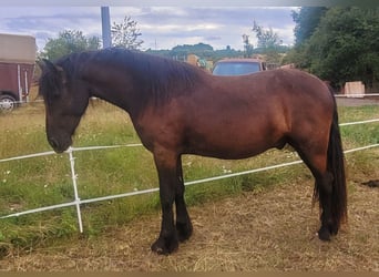 Friesian horses, Gelding, 2 years, 15.2 hh, Smoky-Black
