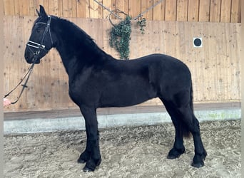 Friesian horses, Gelding, 2 years, 16 hh, Black