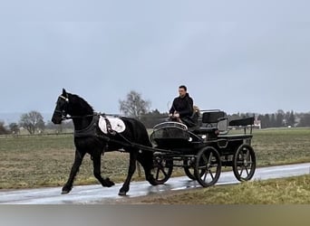 Friesian horses, Gelding, 2 years, 16 hh, Black