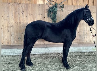 Friesian horses, Gelding, 2 years, 16 hh, Black