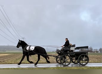 Friesian horses, Gelding, 2 years, 16 hh, Black