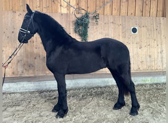 Friesian horses, Gelding, 2 years, 16 hh, Black