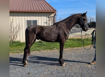 Friesian horses Mix, Gelding, 2 years, 16 hh, Black