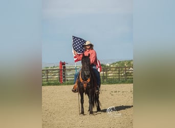 Friesian horses, Gelding, 3 years, 14.3 hh, Black