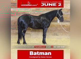 Friesian horses Mix, Gelding, 3 years, 14,1 hh, Black