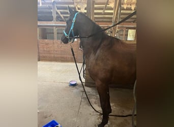 Friesian horses, Gelding, 3 years, 15.1 hh, Black
