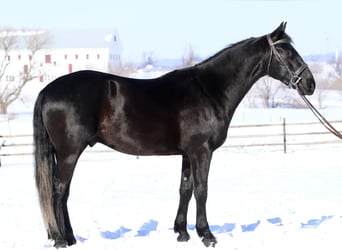 Friesian horses Mix, Gelding, 3 years, 15.1 hh, Black
