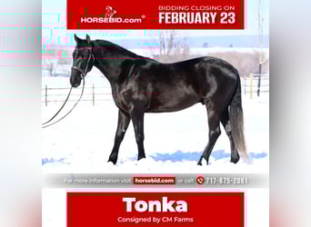 Friesian horses Mix, Gelding, 3 years, 15.1 hh, Black