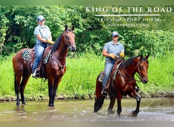 Friesian horses, Gelding, 3 years, 15.2 hh, Bay