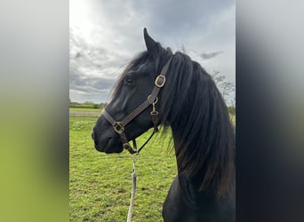 Friesian horses, Gelding, 3 years, 15.2 hh, Black