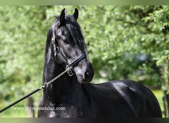 Friesian horses, Gelding, 3 years, 15.2 hh, Black