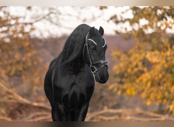 Friesian horses, Gelding, 3 years, 15.2 hh, Black