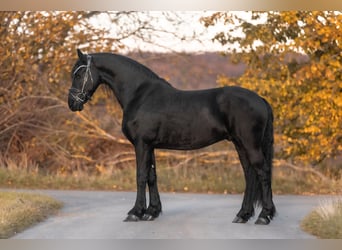 Friesian horses, Gelding, 3 years, 15.2 hh, Black