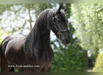 Friesian horses, Gelding, 3 years, 15,3 hh, Black