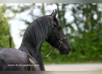 Friesian horses, Gelding, 3 years, 15,3 hh, Black