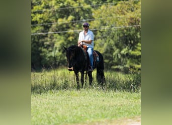 Friesian horses, Gelding, 3 years, 15 hh, Black