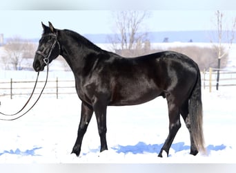 Friesian horses Mix, Gelding, 3 years, 15,1 hh, Black
