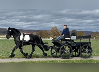 Friesian horses, Gelding, 3 years, 15,2 hh, Black