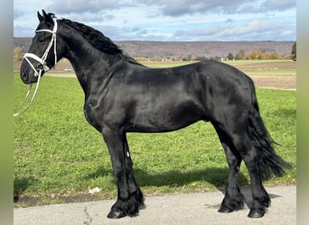 Friesian horses, Gelding, 3 years, 15,2 hh, Black