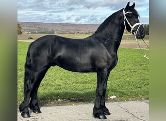 Friesian horses, Gelding, 3 years, 15,2 hh, Black