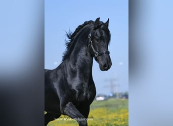 Friesian horses, Gelding, 3 years, 15,2 hh, Black