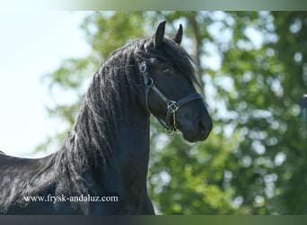 Friesian horses, Gelding, 3 years, 15,2 hh, Black